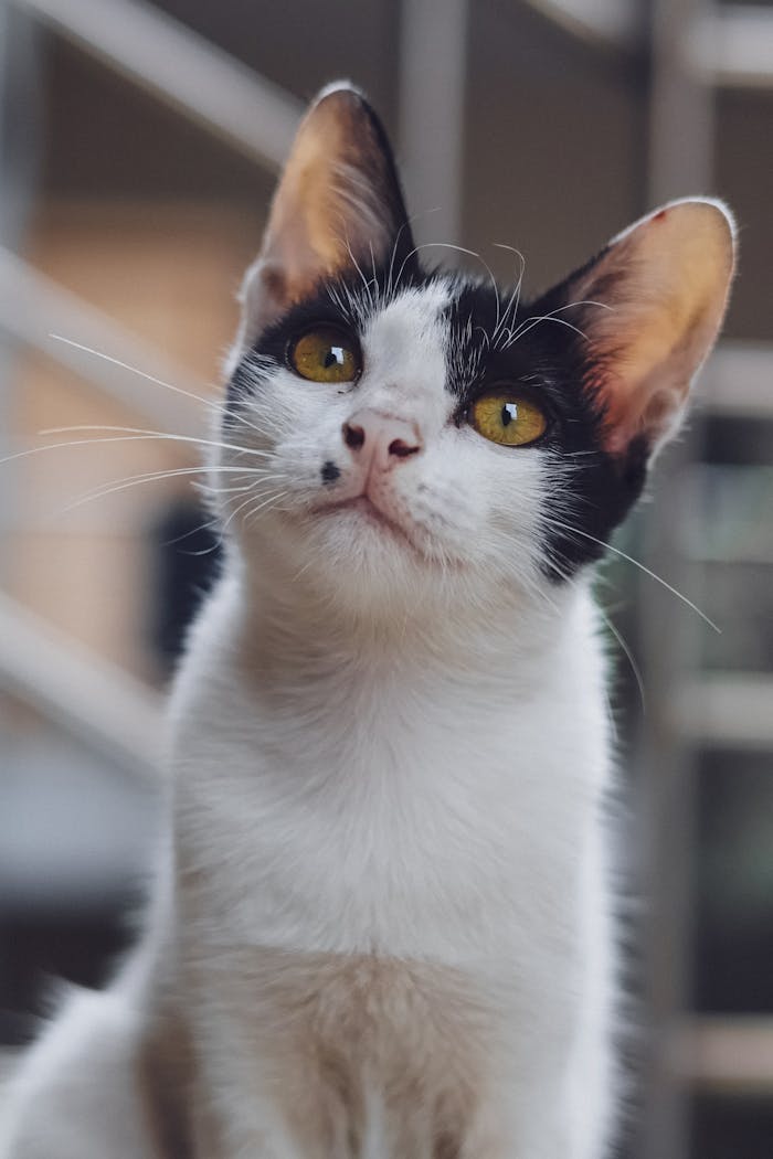 Close-up portrait of a black and white cat with striking yellow eyes, perfect for pet lovers.