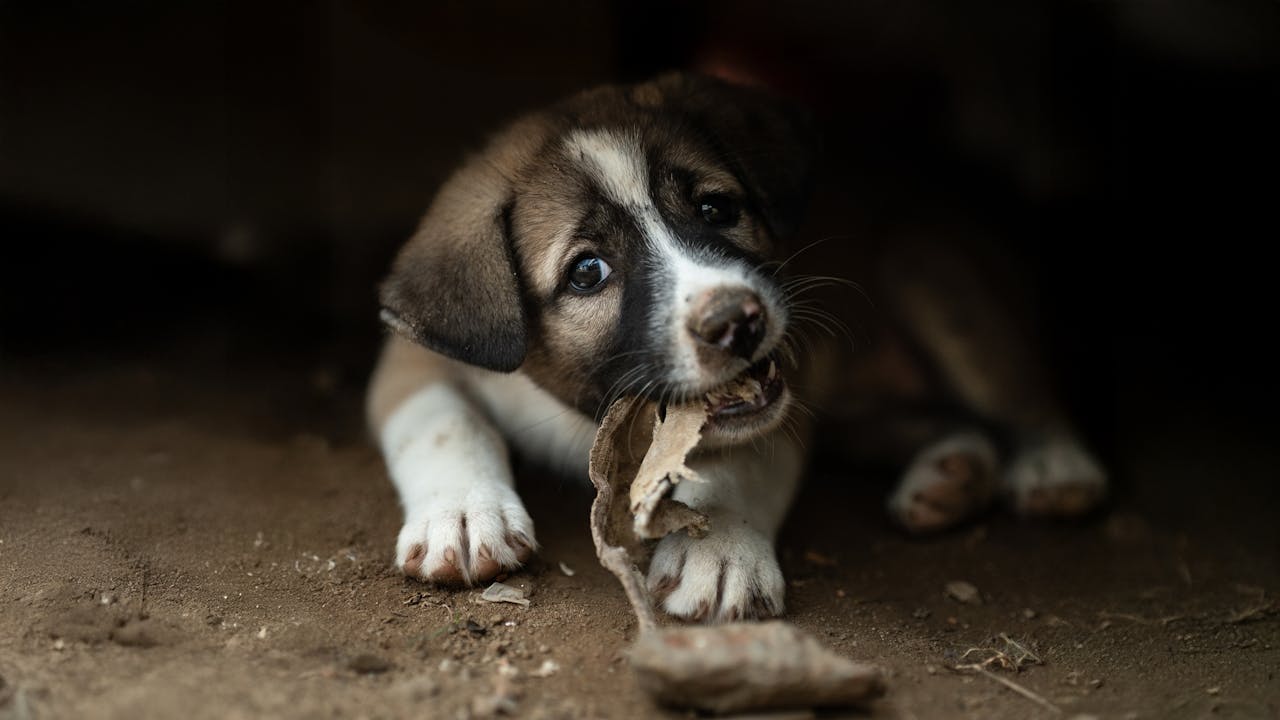 Free stock photo of bangladeshthroughmylens, candidmoments, citystreets