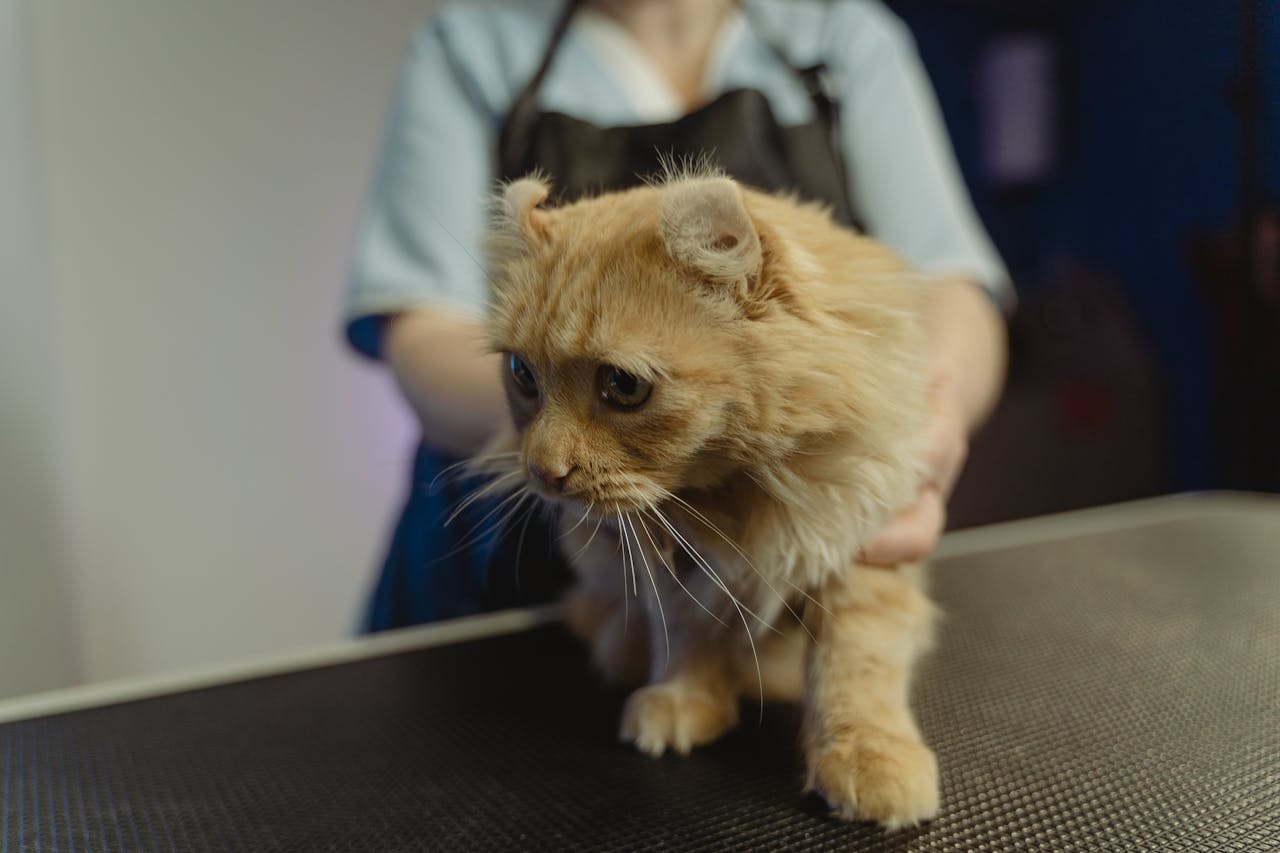 A ginger tabby cat being gently held on a vet's examination table indoors.